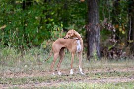 Ras-el-Ma of Silverdale
