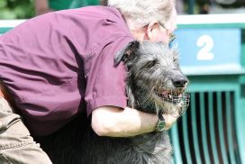 Rennen Deerhound Handstart