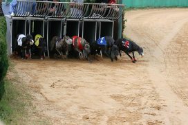 Rennen Greyhound Grasbahn