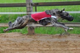 Silken Windsprite Rennbahn