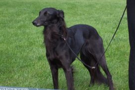 Silken Windsprite Standportrait