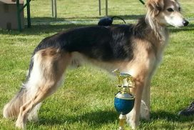 Silken Windsprite Standportrait Bodo Grigoleit