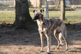 Silken Windsprite Standportrait Bodo Grigoleit
