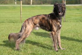 Silken Windsprite Standportrait Bodo Grigoleit