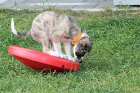 Silken Windsprite Welpe Bodo Grigoleit