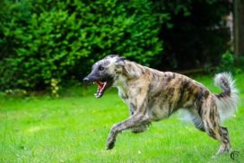 Silken Windsprite galoppierend Bodo Grigoleit