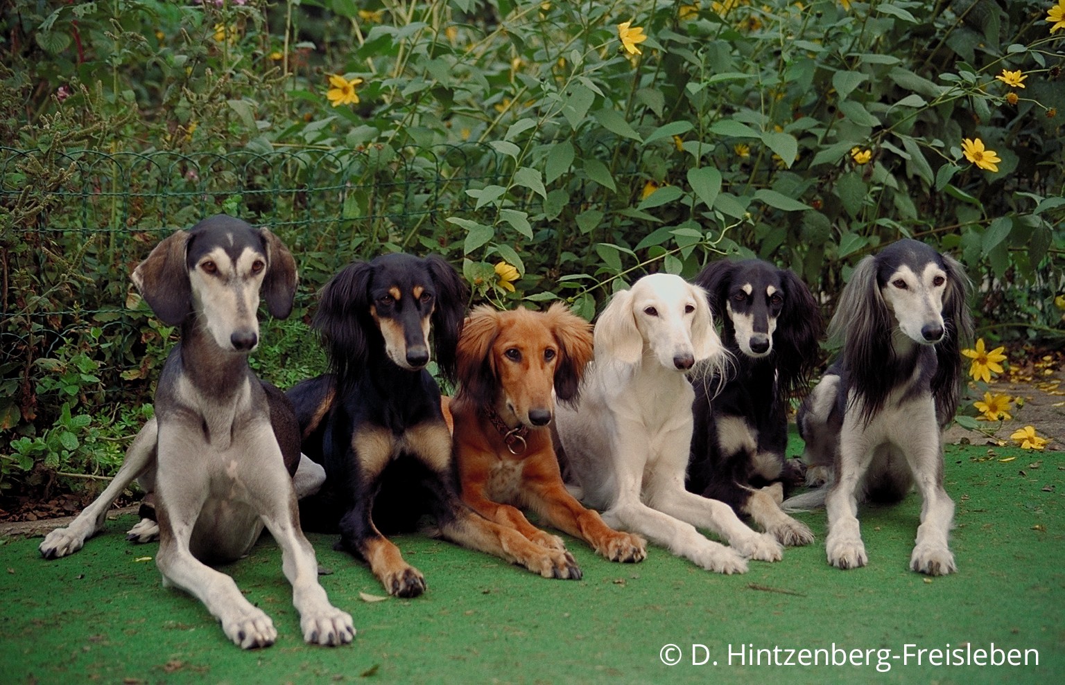 Saluki, der persische Windhund