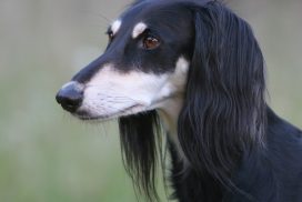 Saluki
