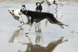 Saluki