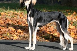 Saluki