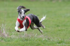 Saluki beim Coursing