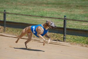 San Vicente vom rauhen Meer - Whippet