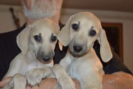 Sloughiwelpen auf dem Arm