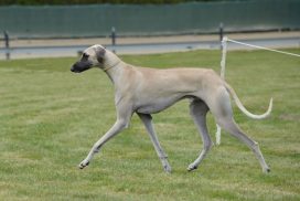 Sloughi Seitenportrait