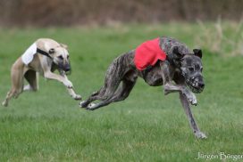 Sloughis beim Coursing