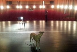 Whippet als Statist auf der Bühne