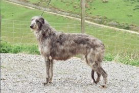 Deerhound