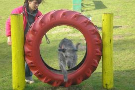 Deerhound beim Turnierhundesport