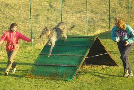 Deerhound beim Turnierhundesport