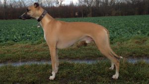 Time for Destiny's Flip - Whippet