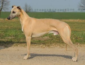 Time for Destiny's Vision - Whippet