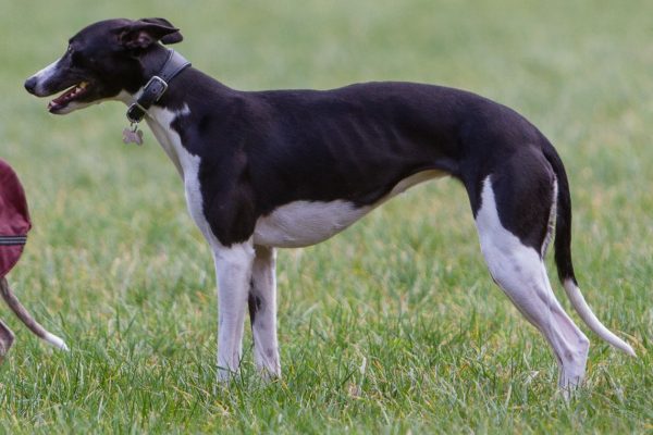 Whippet