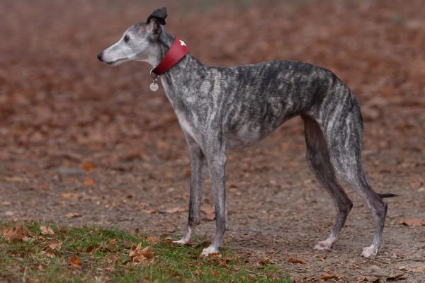Whippet Lea