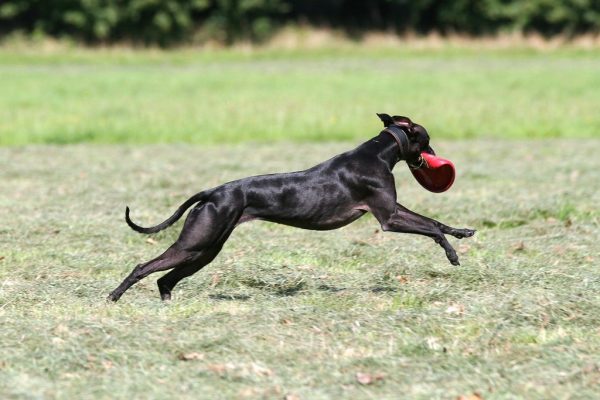 Whippet Nala Freilauf