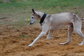 Whippet beim Spiel