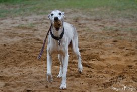 Whippet beim Spiel