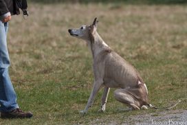 Whippet beim Training