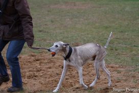 Whippet beim Spiel