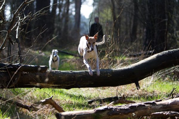 Whippets im Freilauf
