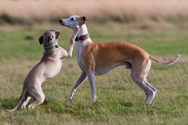 Whippets im Freilauf