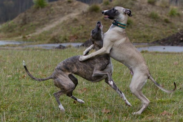 Whippets im Freilauf