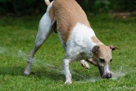 Whippet beim Gartenschlauchcoursing