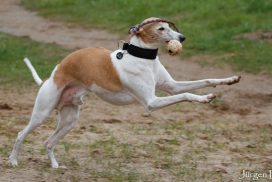 Whippet Loriot mit Ball