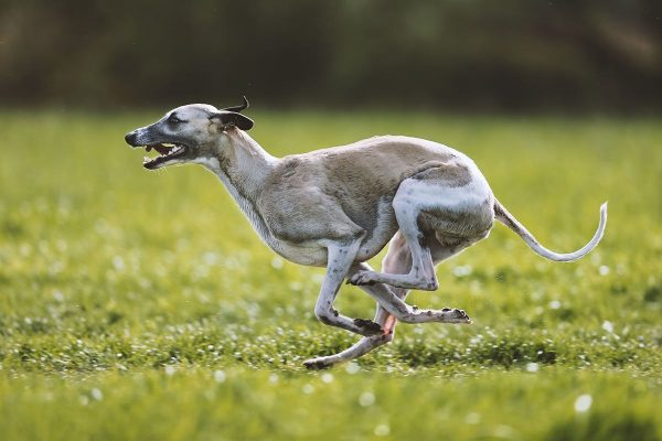 Whippet Mono rennt