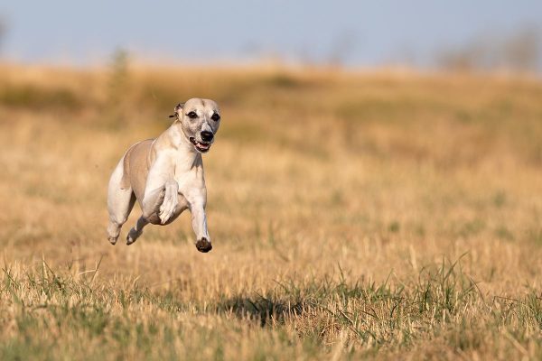 Whippet Mono rennt