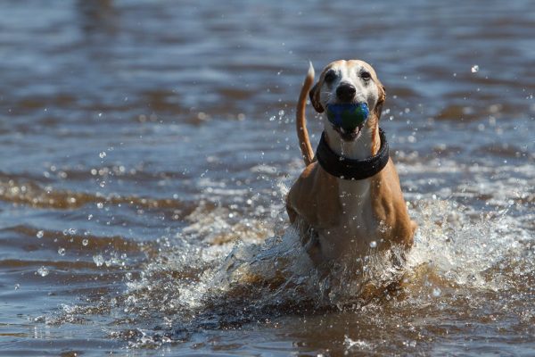 Whippet im Wasser