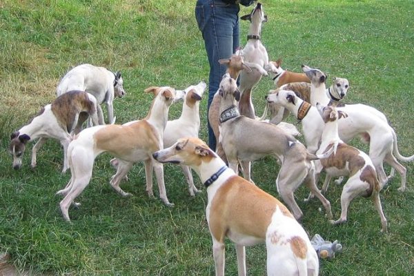 Whippets