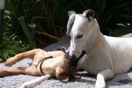 Whippetrüde mit Whippetwelpe