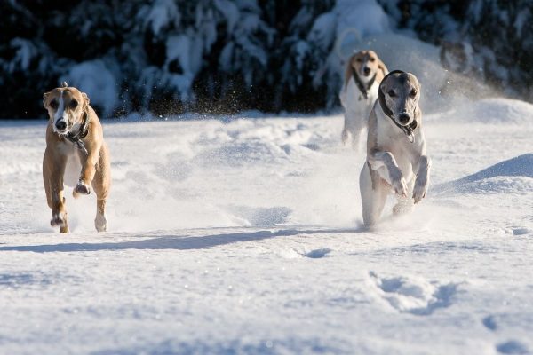 Whippets im Schnee