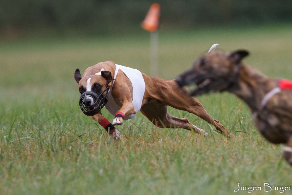Whippets beim Coursing