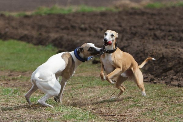 Whippets im Freilauf