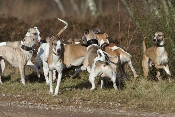 Whippets im Freilauf
