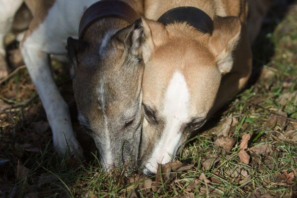 Whippets im Freilauf