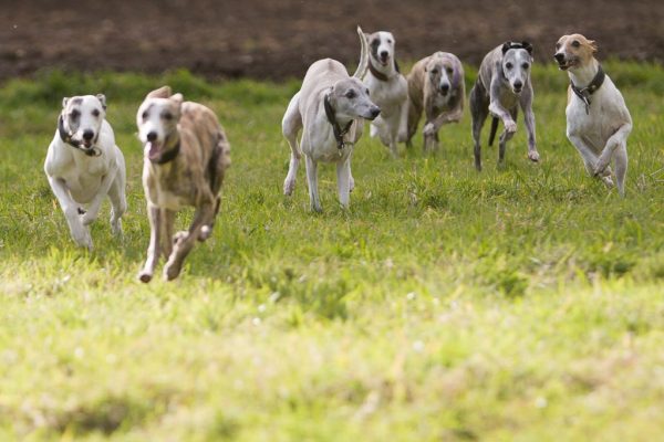 Whippets im Freilauf