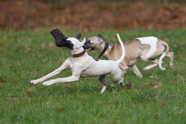 Whippets im Freilauf