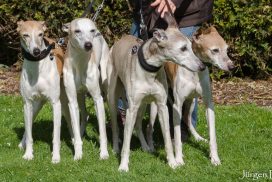 Whippetsenioren